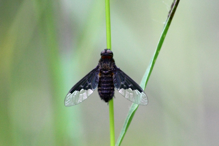 Dittero dal volo strano: Hemipenthes morio (Bombilidae)